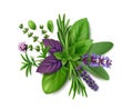 Fresh herbs de Provence on white background